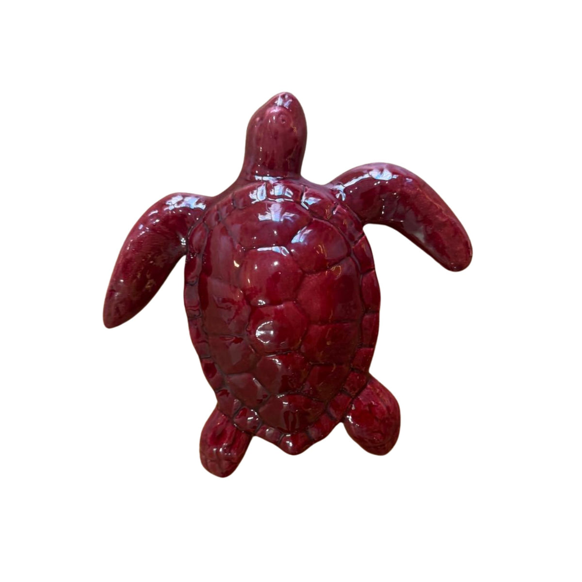Tortue Bordeaux